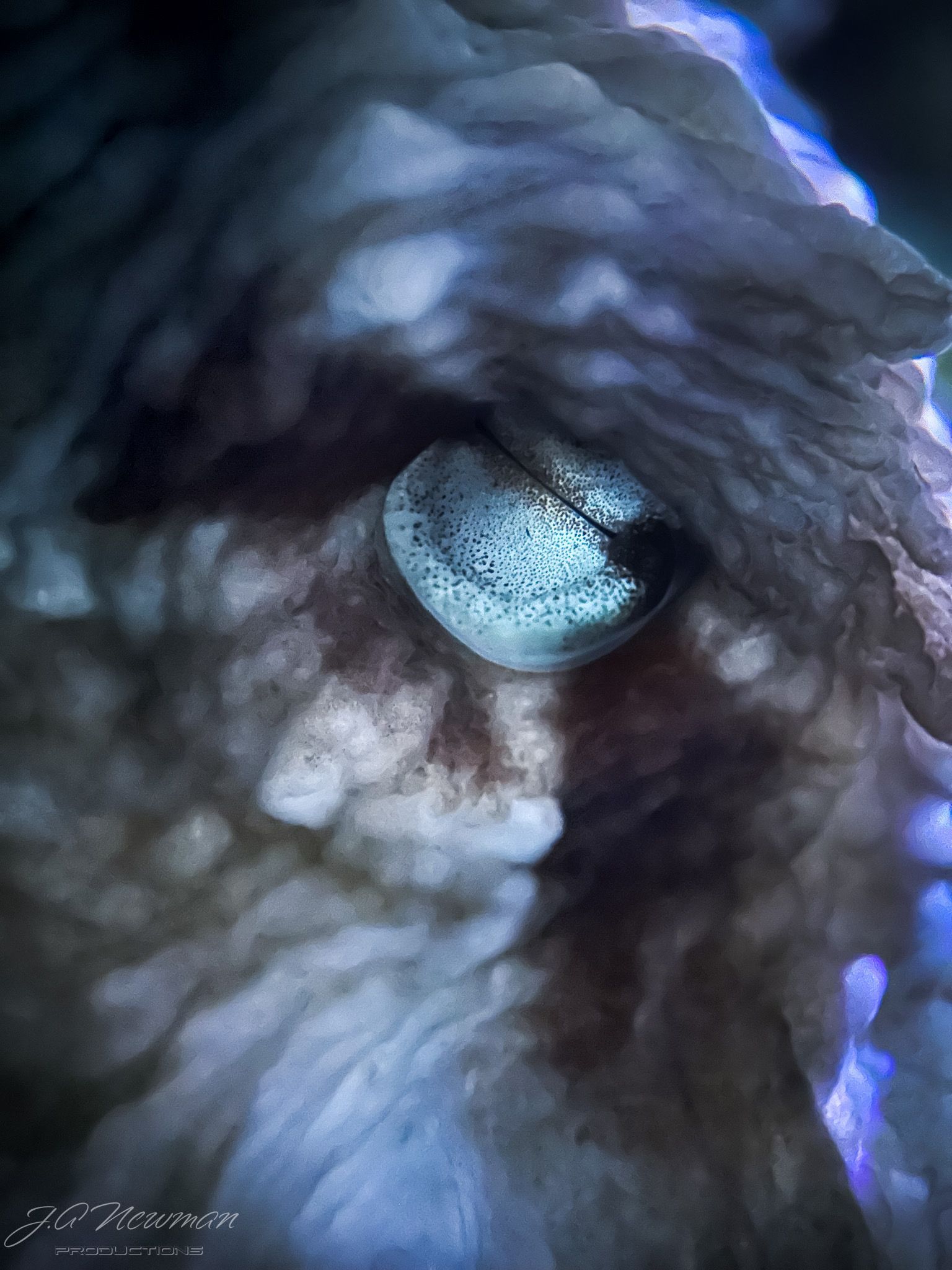 Close-up of octopus eye, showing the pupil and surrounding textured skin, in bluish and tan tones.