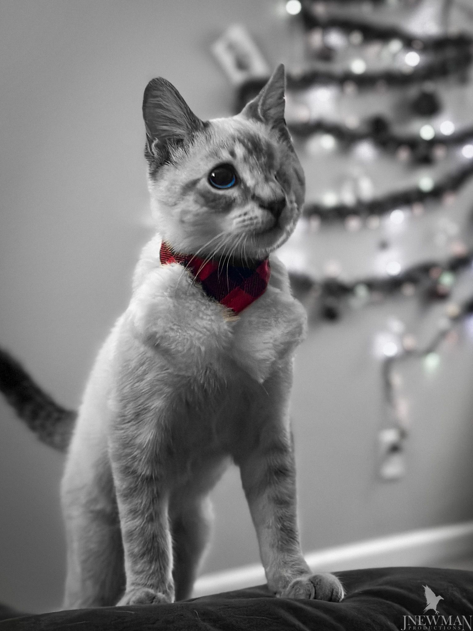 Cat with red plaid bowtie in front of a Christmas tree with selective color.