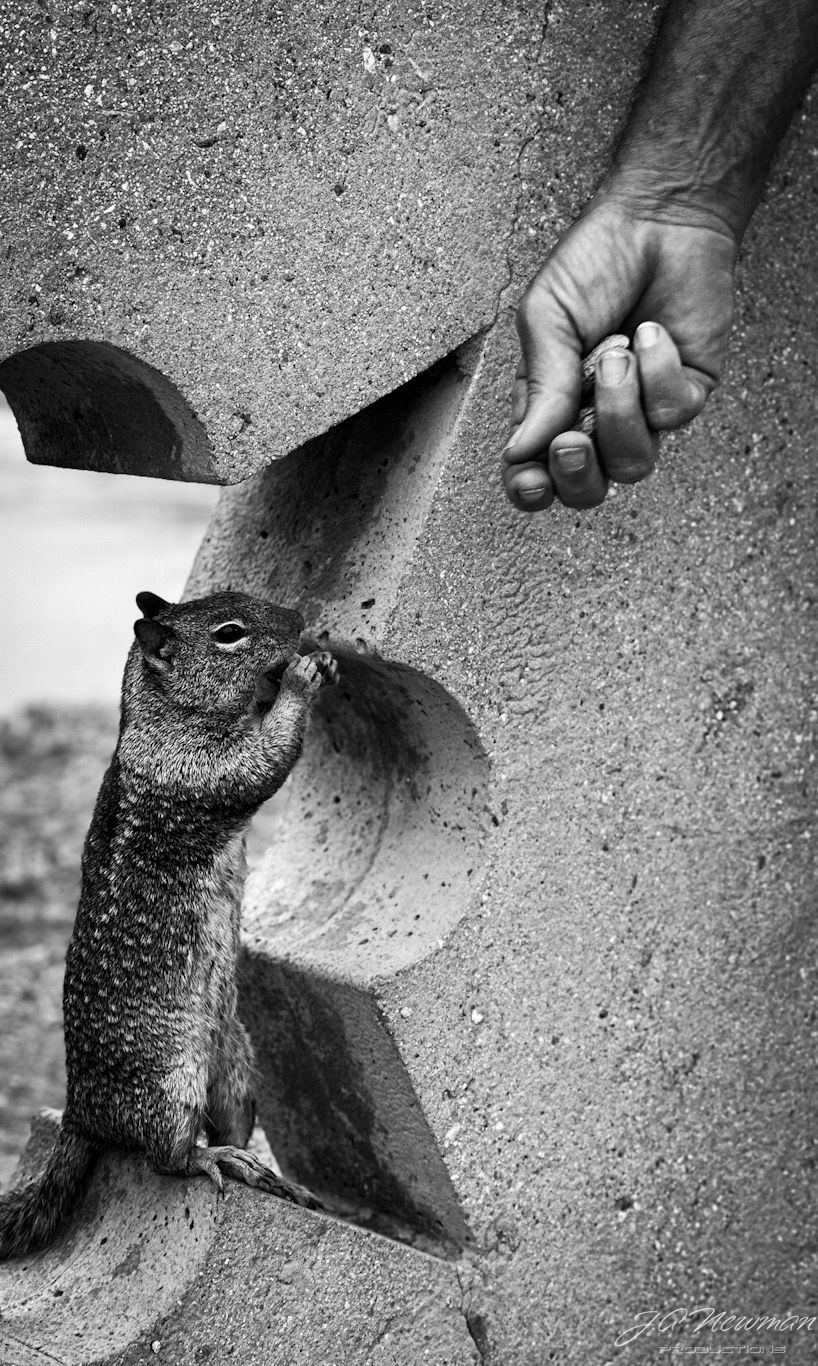 Squirrel reaching for food from a person's hand, beside a carved stone structure. Black and white.