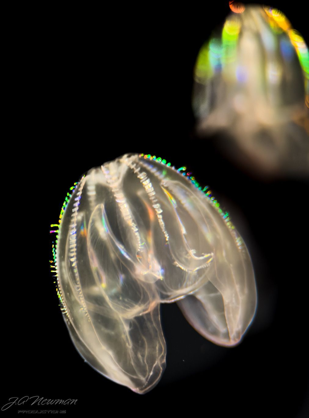 Comb jelly with iridescent bands, floating in dark water.