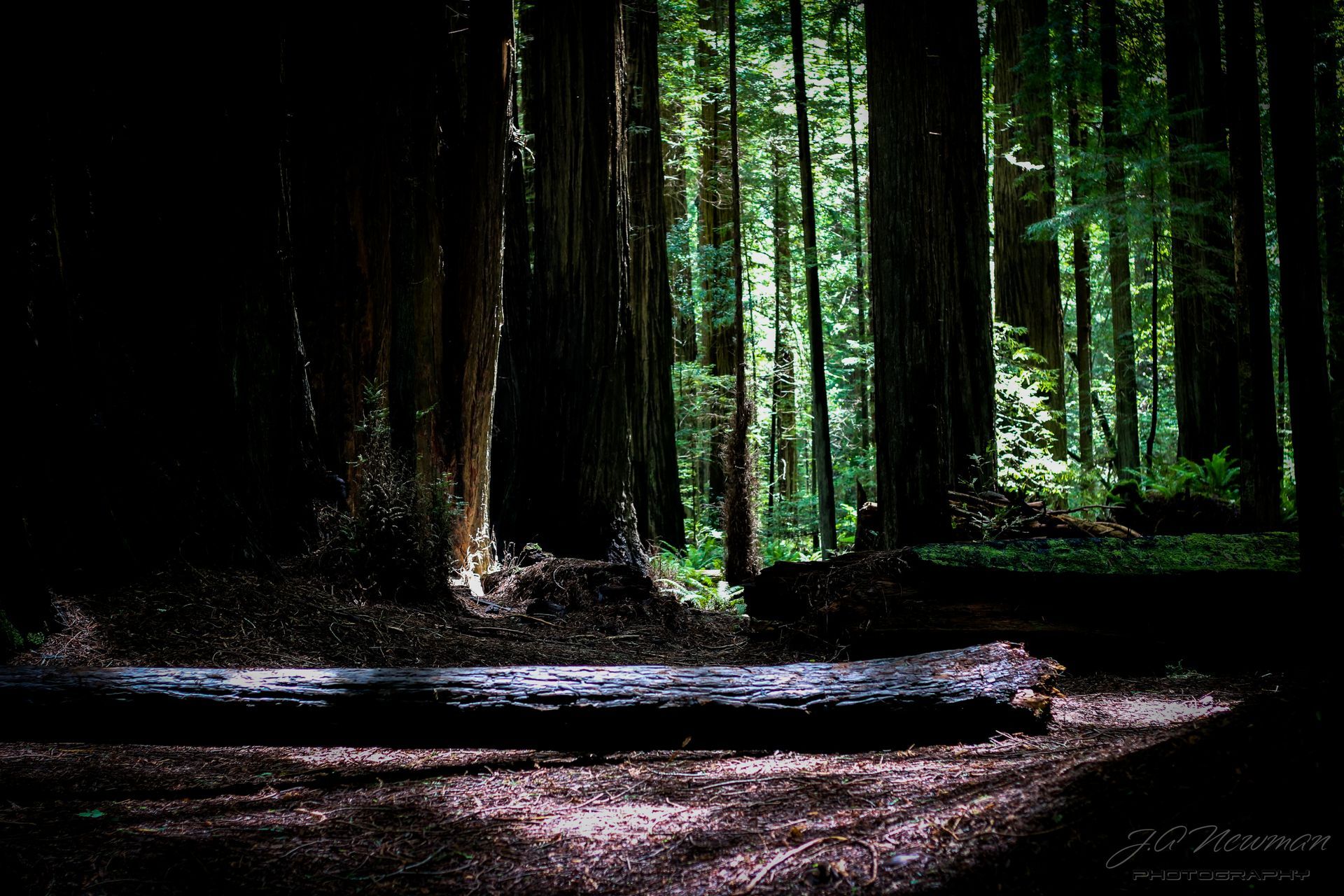 Sunlight streams into a redwood forest. A fallen log rests on the forest floor.