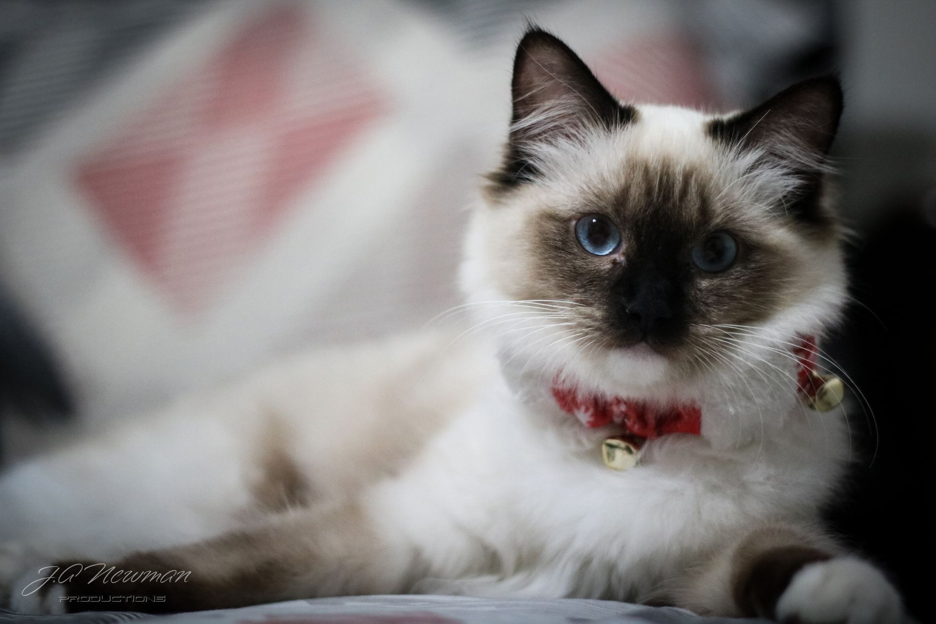 Seal point Ragdoll cat with blue eyes wearing a red collar with bells, lying down.