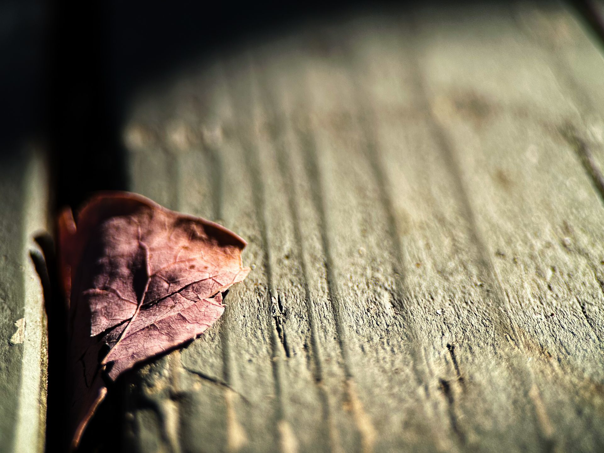 Brown leaf on weathered wooden planks, lit by sunlight.