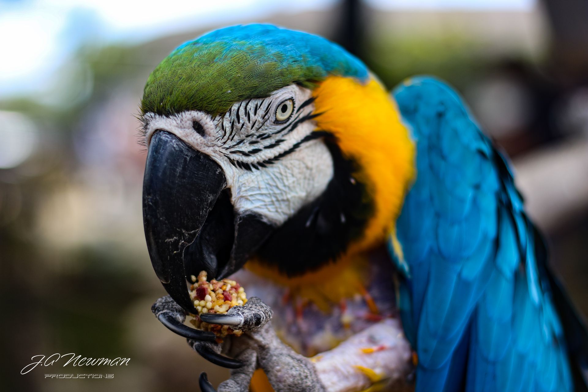 Blue and gold macaw eating food, blue wings, yellow face, green crown, black beak, blurry background.