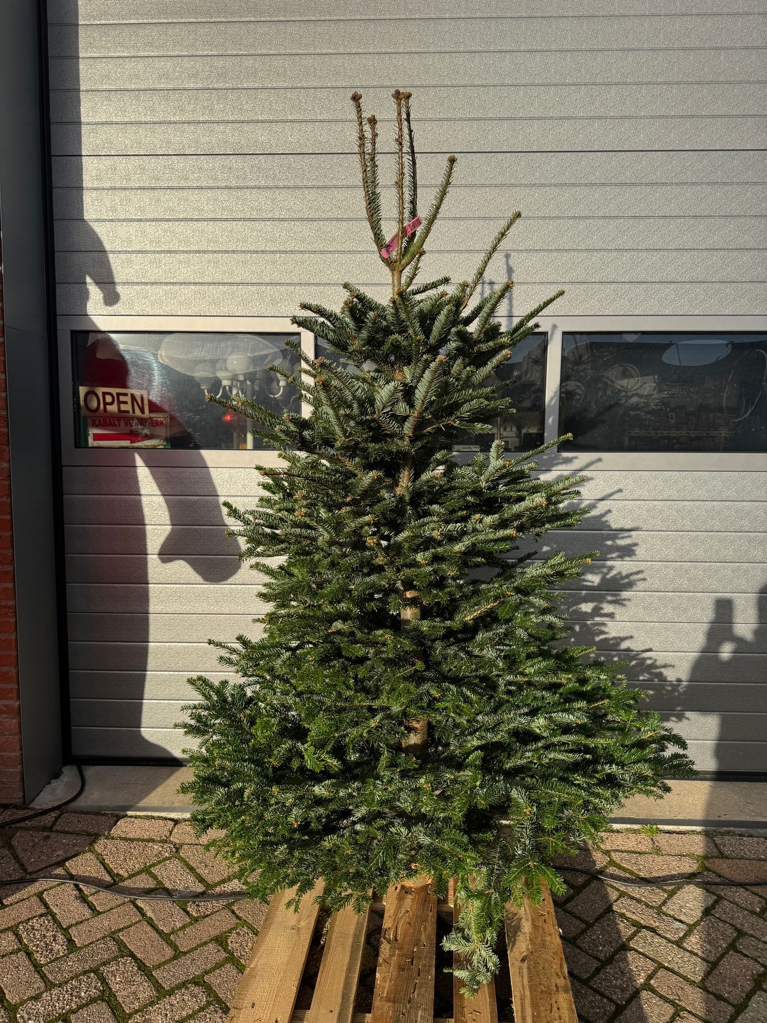 Nordmann Kerstboom 
