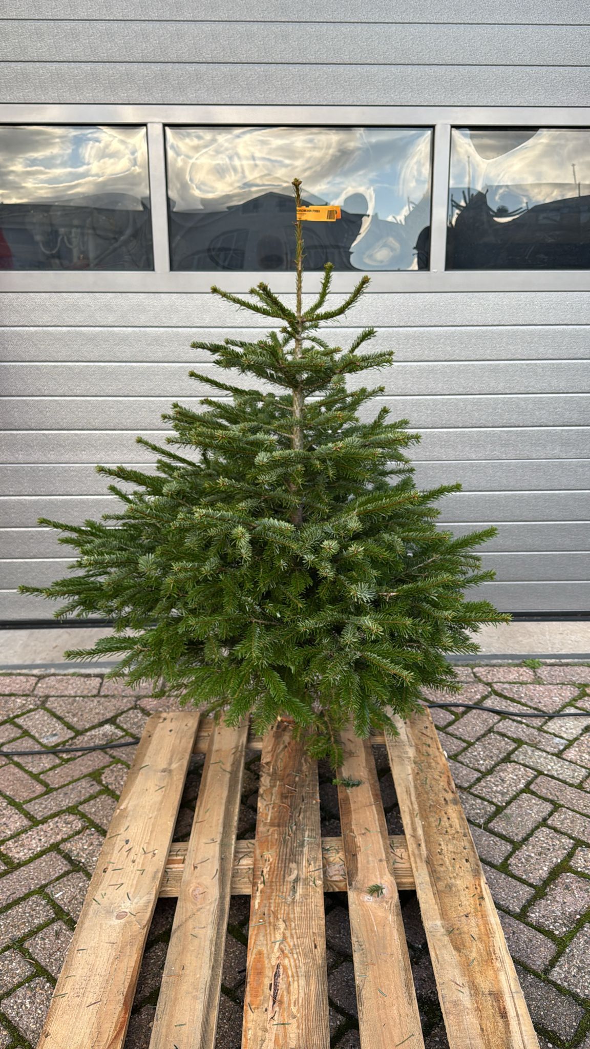 Nordmann Kerstboom 