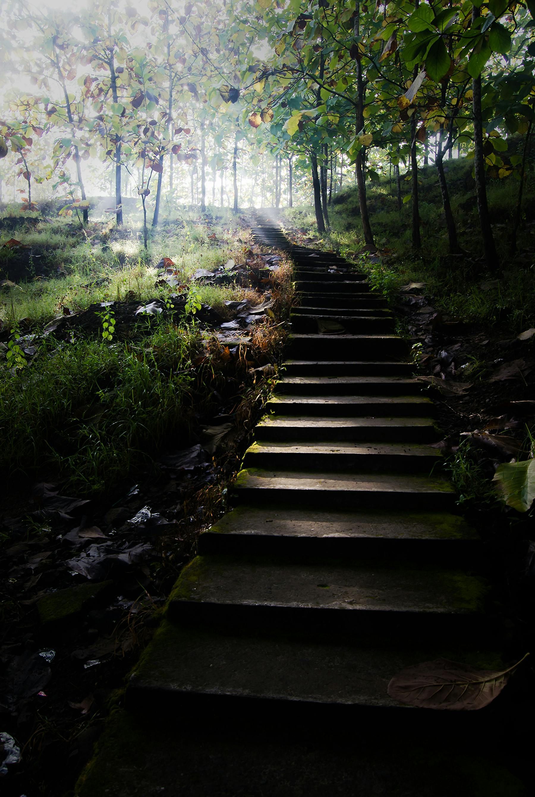 A set of stairs leading up a hill in the woods.