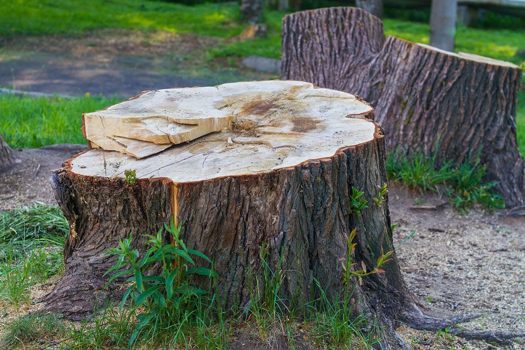 A large tree stump sitting on top of a lush green field.