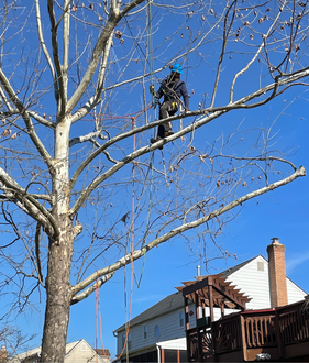 A man is climbing a tree in front of a house