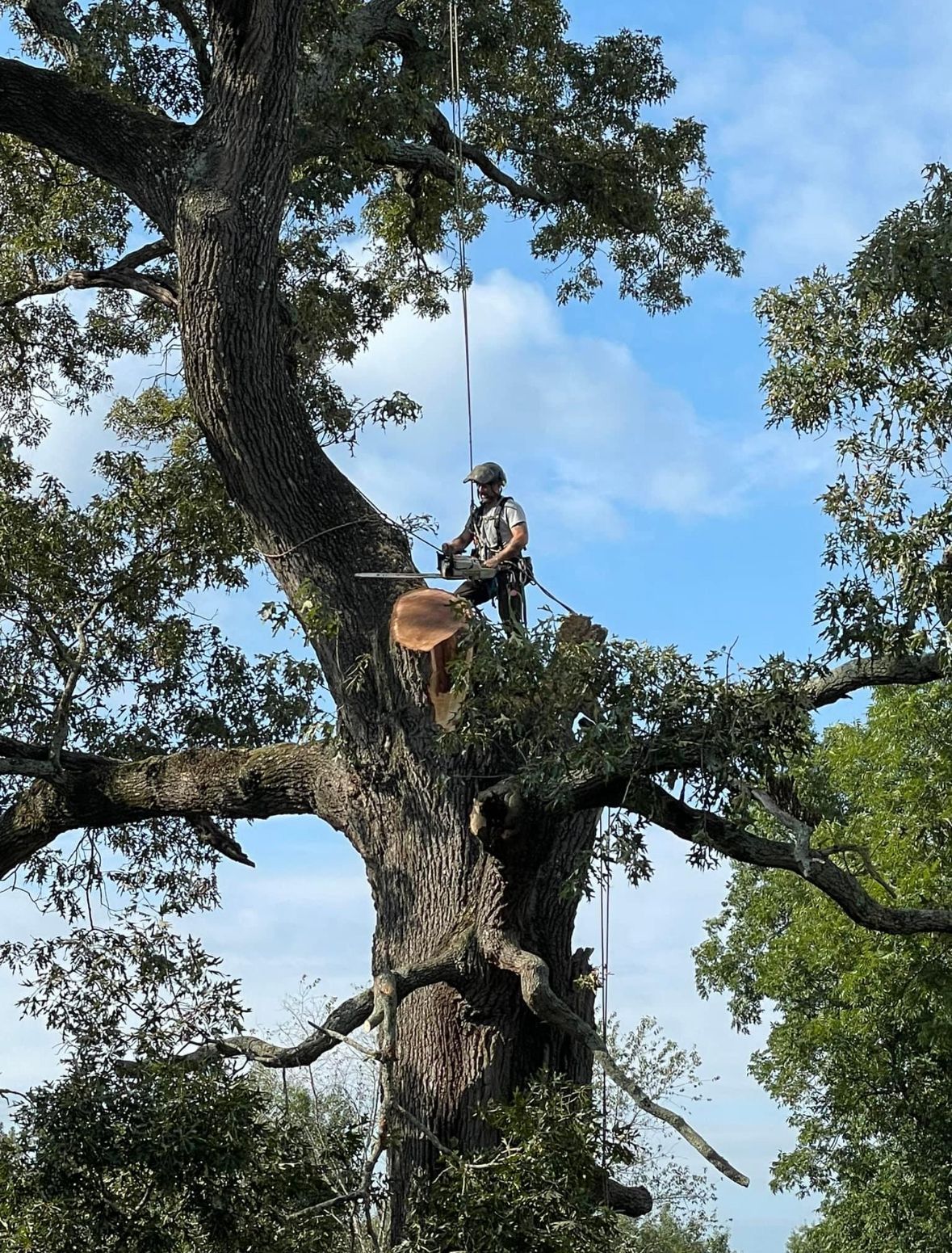 A man is sitting on top of a tree with a chainsaw