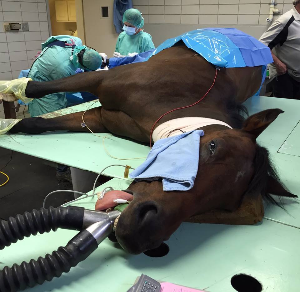 Operation on a horse — Equine Hospital In Golden, Colorado