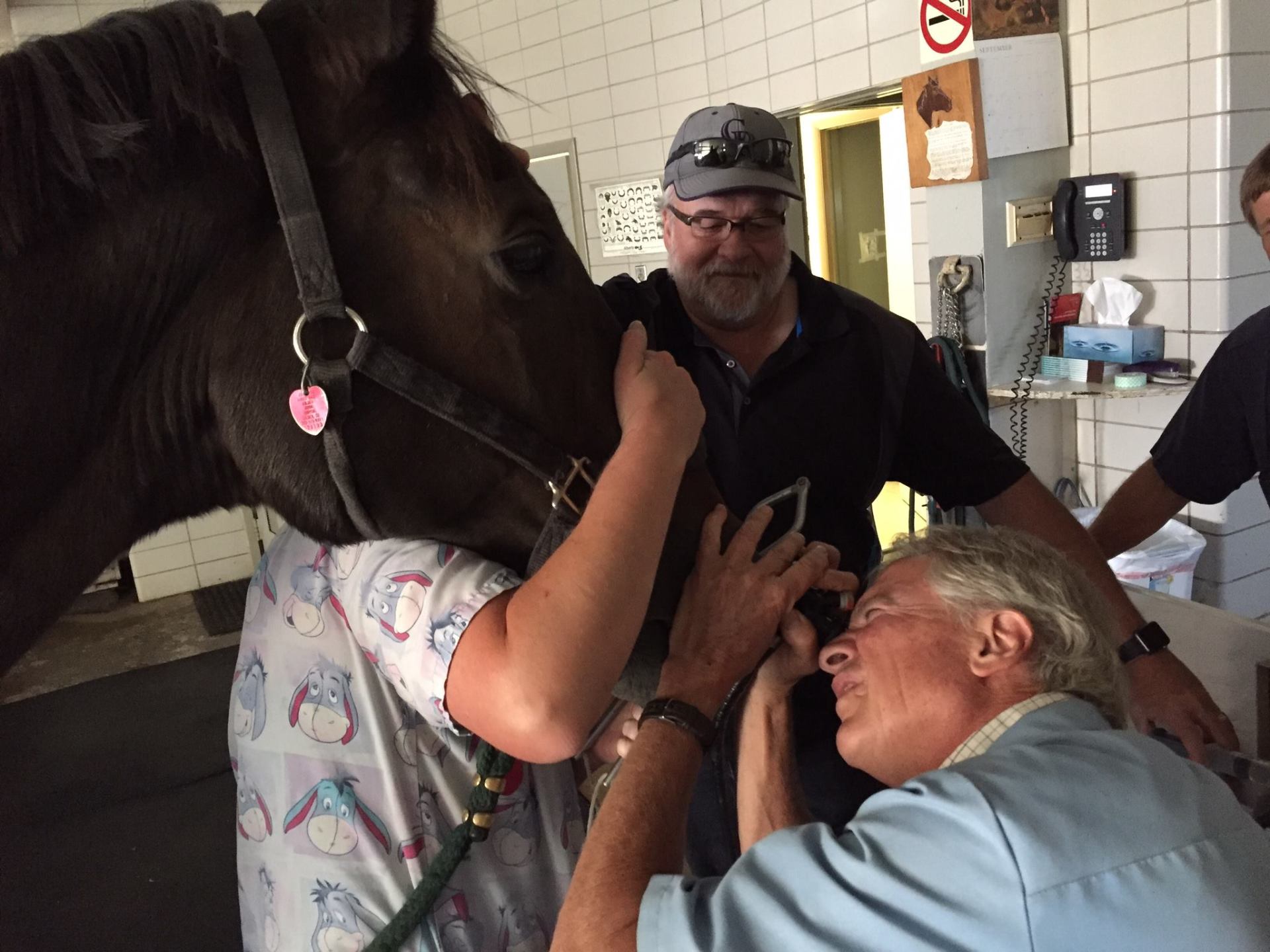 Horse receiving an exam — Equine Care In Golden, Colorado