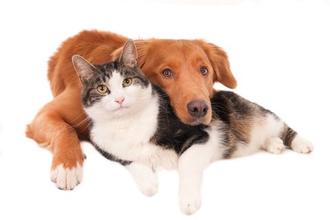Cat and dog, best friends — Animal Hospital In Golden, Colorado