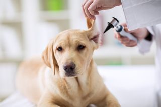 Hearing checkup of labrador dog in vet — Equine Vet In Golden, Colorado