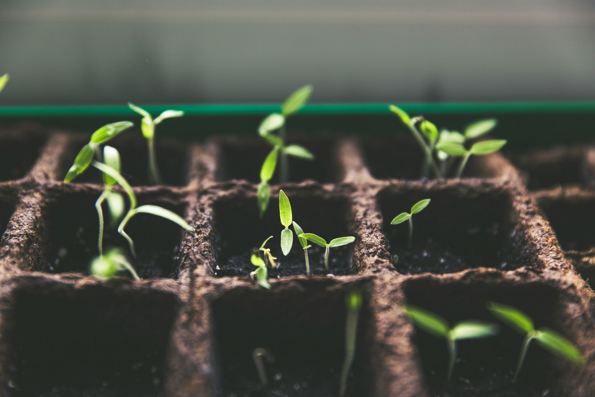 Close up of sprouts emerging out of a seed tray.