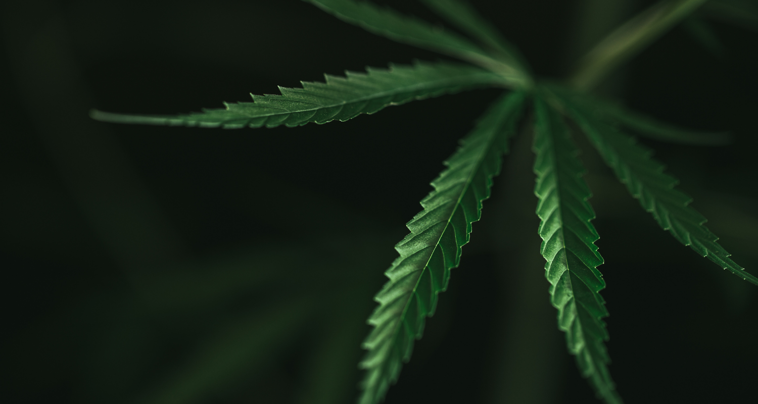Green cannabis leaf against a dark green backdrop.