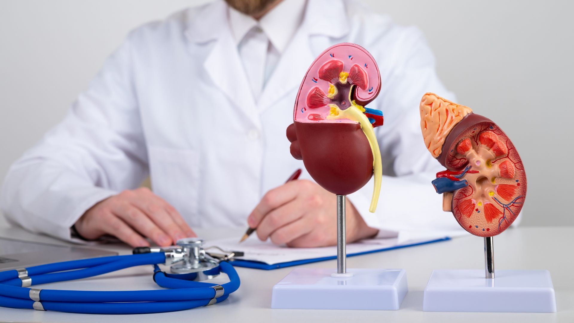 Doctor with kidney models and stethoscope.