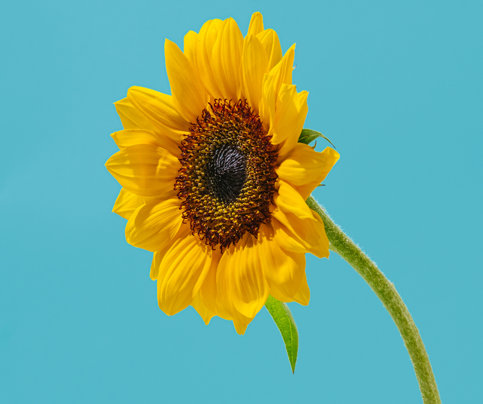 Single sunflower on teal background