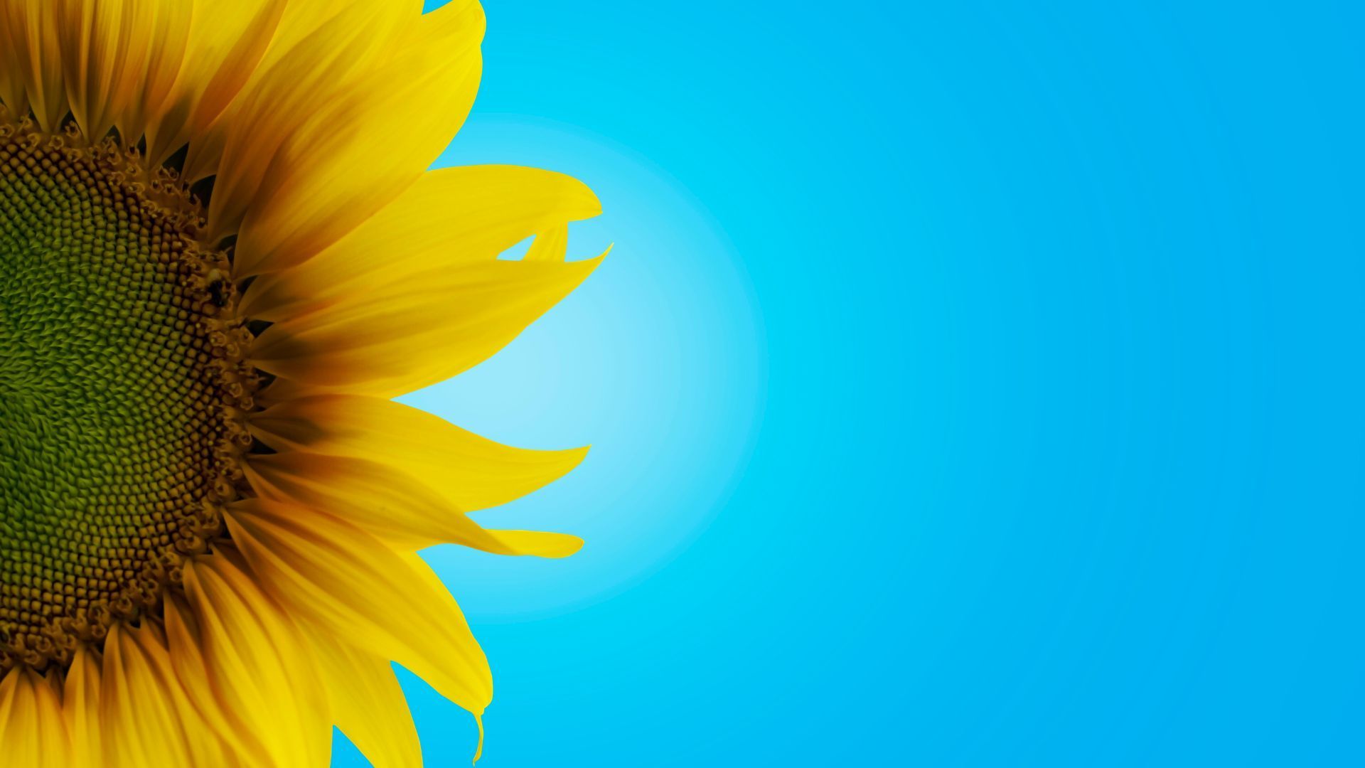 Sunflower against a bright blue gradient background.
