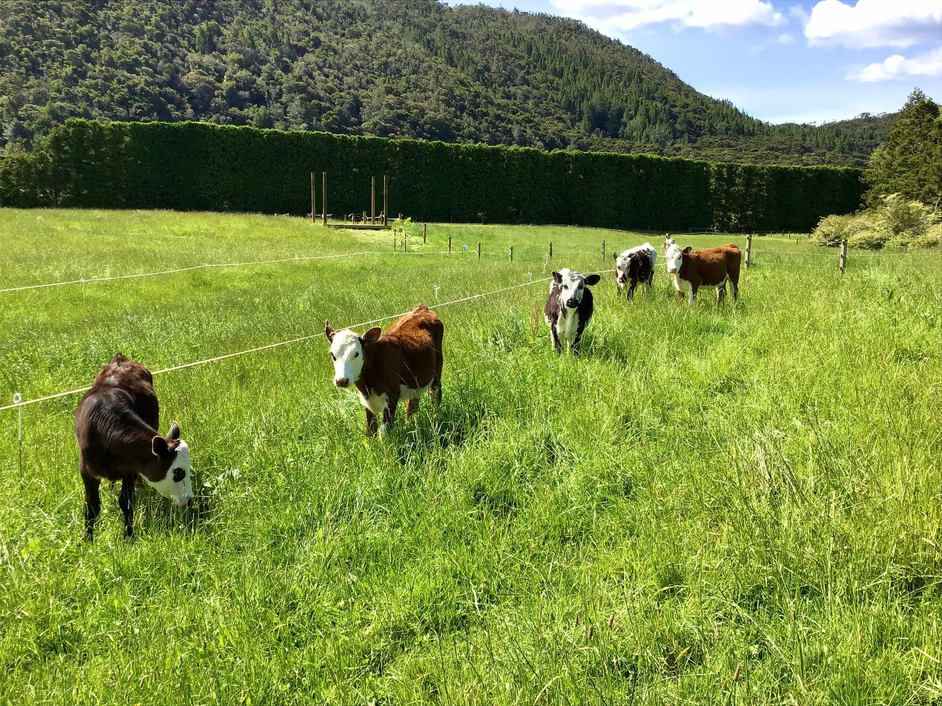 Pauanui Farm