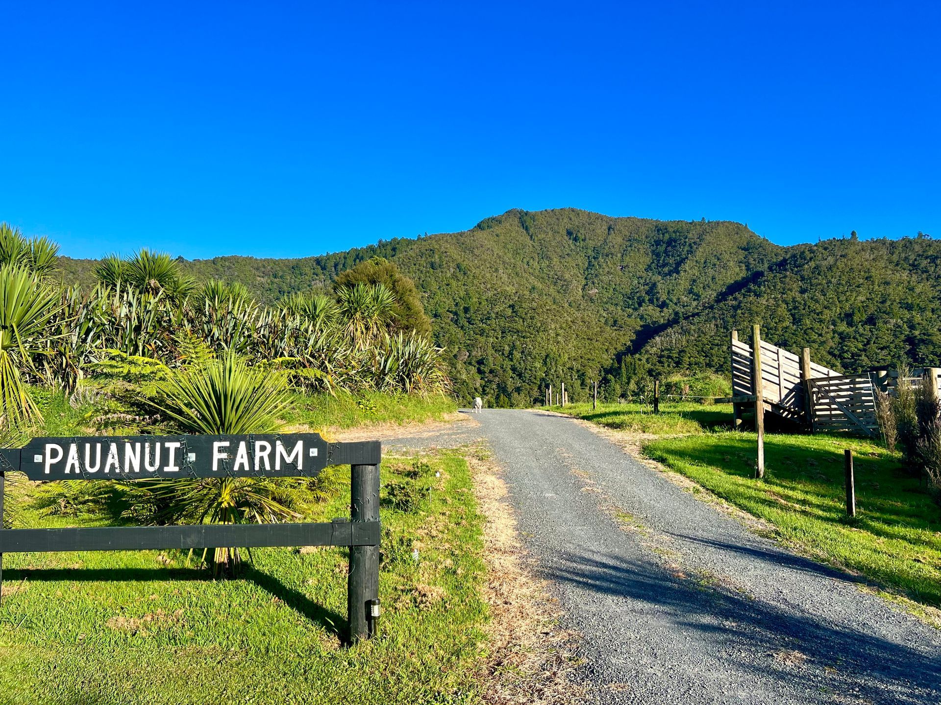 Pauanui Farm