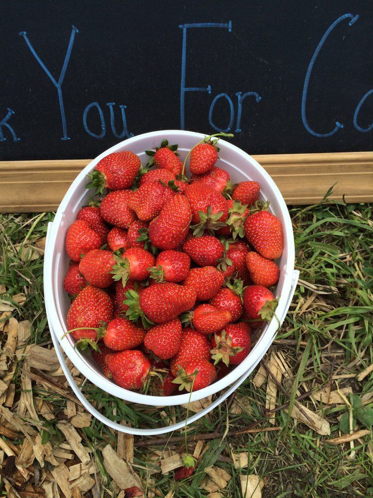 A bucket of strawberries is sitting on the ground in front of a chalkboard that says `` thank you for coming ''.