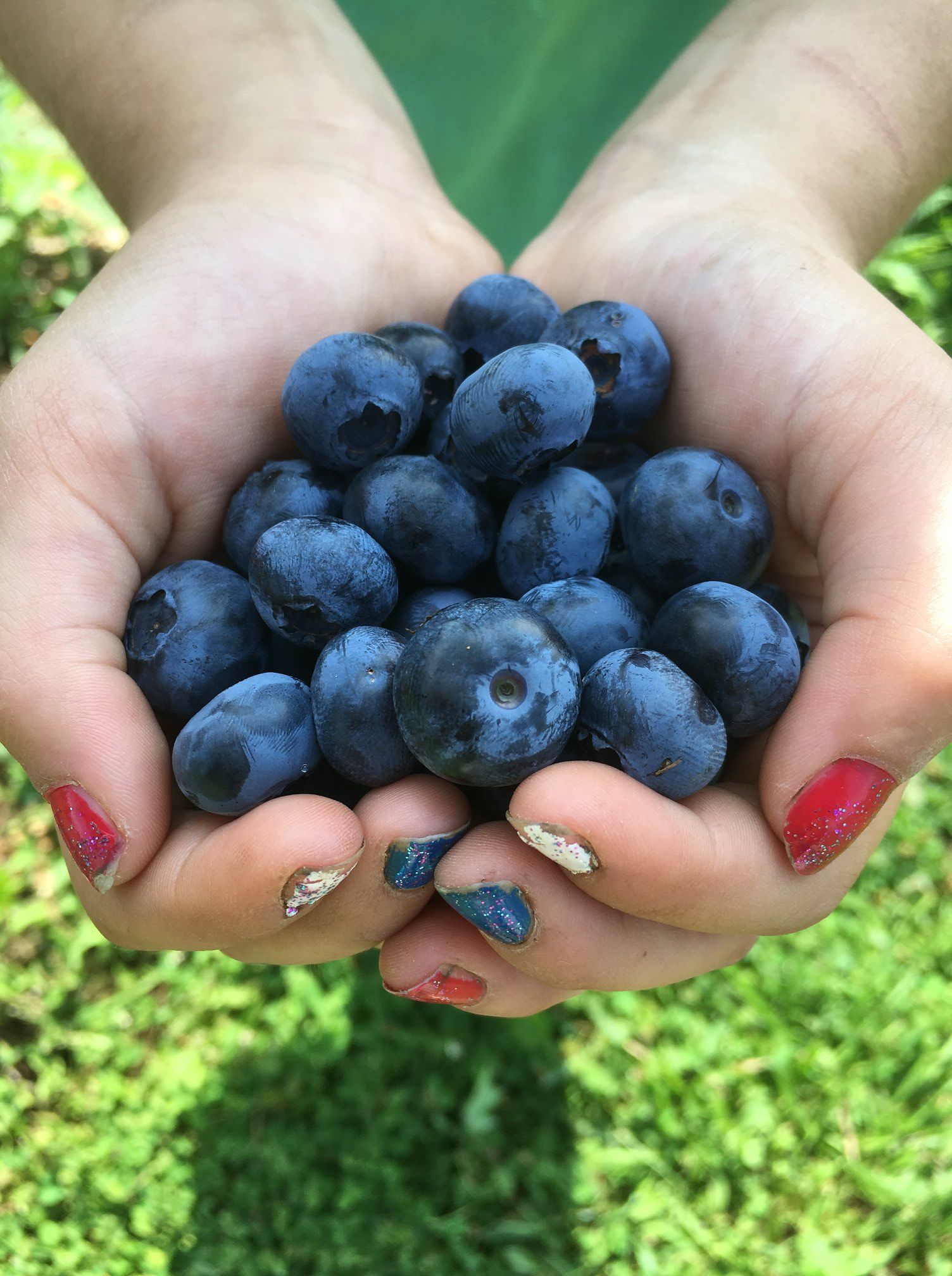 A person is holding a bunch of blueberries in their hands.