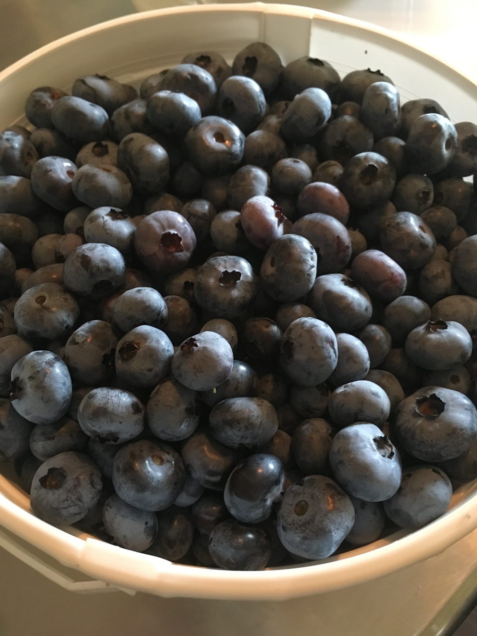 A white bowl filled with blueberries on a table.