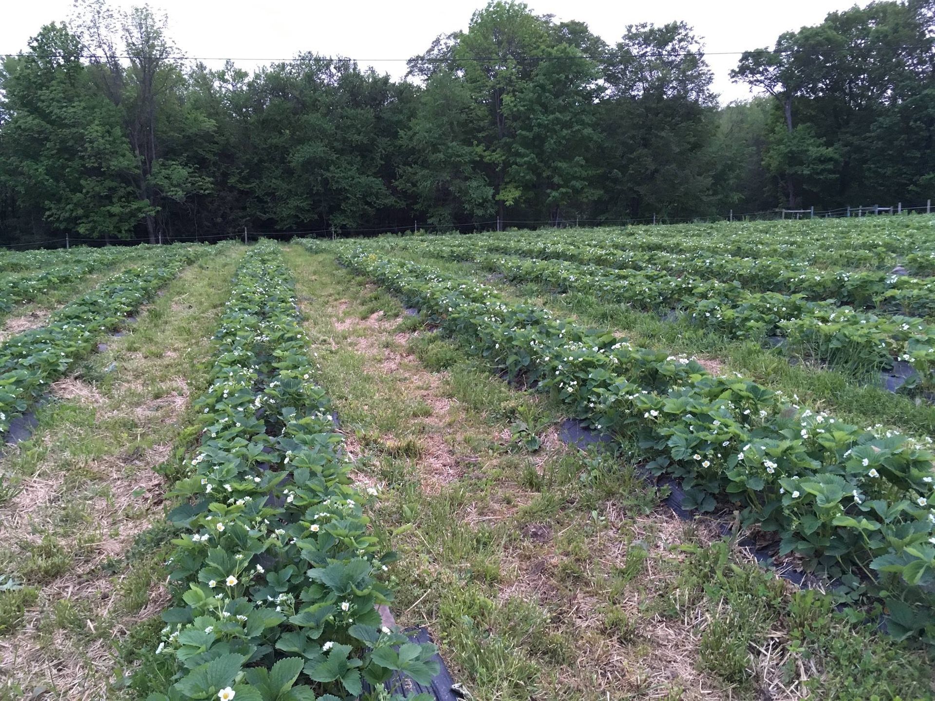 A bunch of blueberries are growing on a bush.