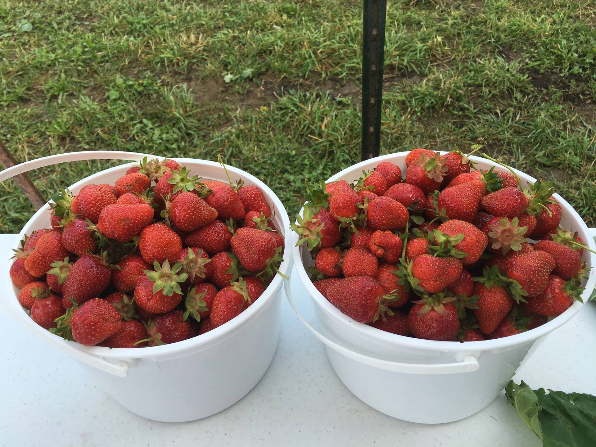 Two white buckets filled with strawberries are sitting on a table.