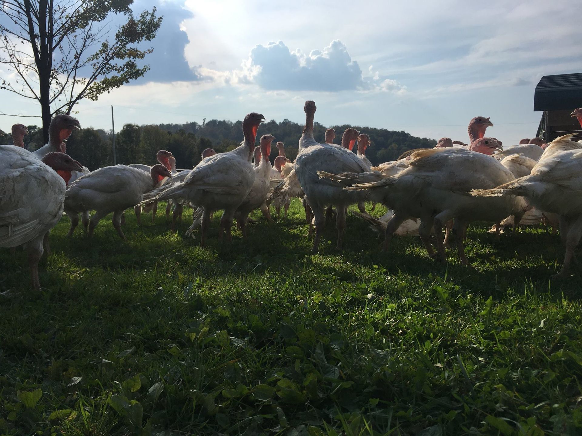 A herd of turkeys standing in a grassy field
