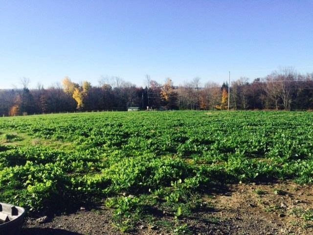 A bicycle helmet is sitting in the middle of a green field.