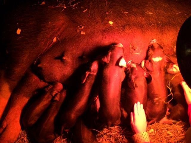 A group of pigs are nursing from a mother pig.