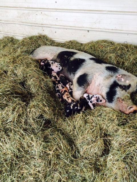 A black and white pig is laying on a pile of hay