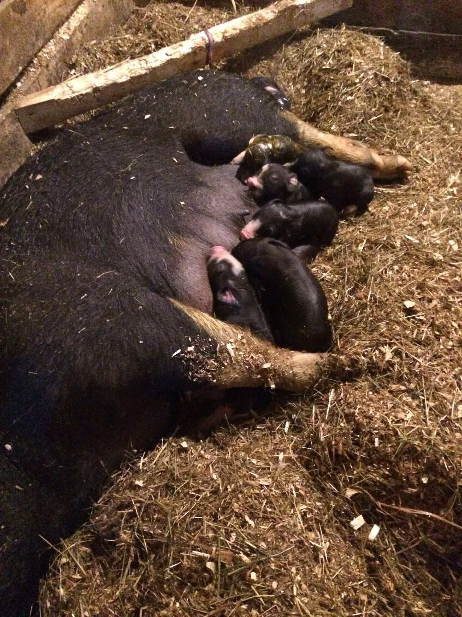 A group of pigs laying on top of a pile of hay.