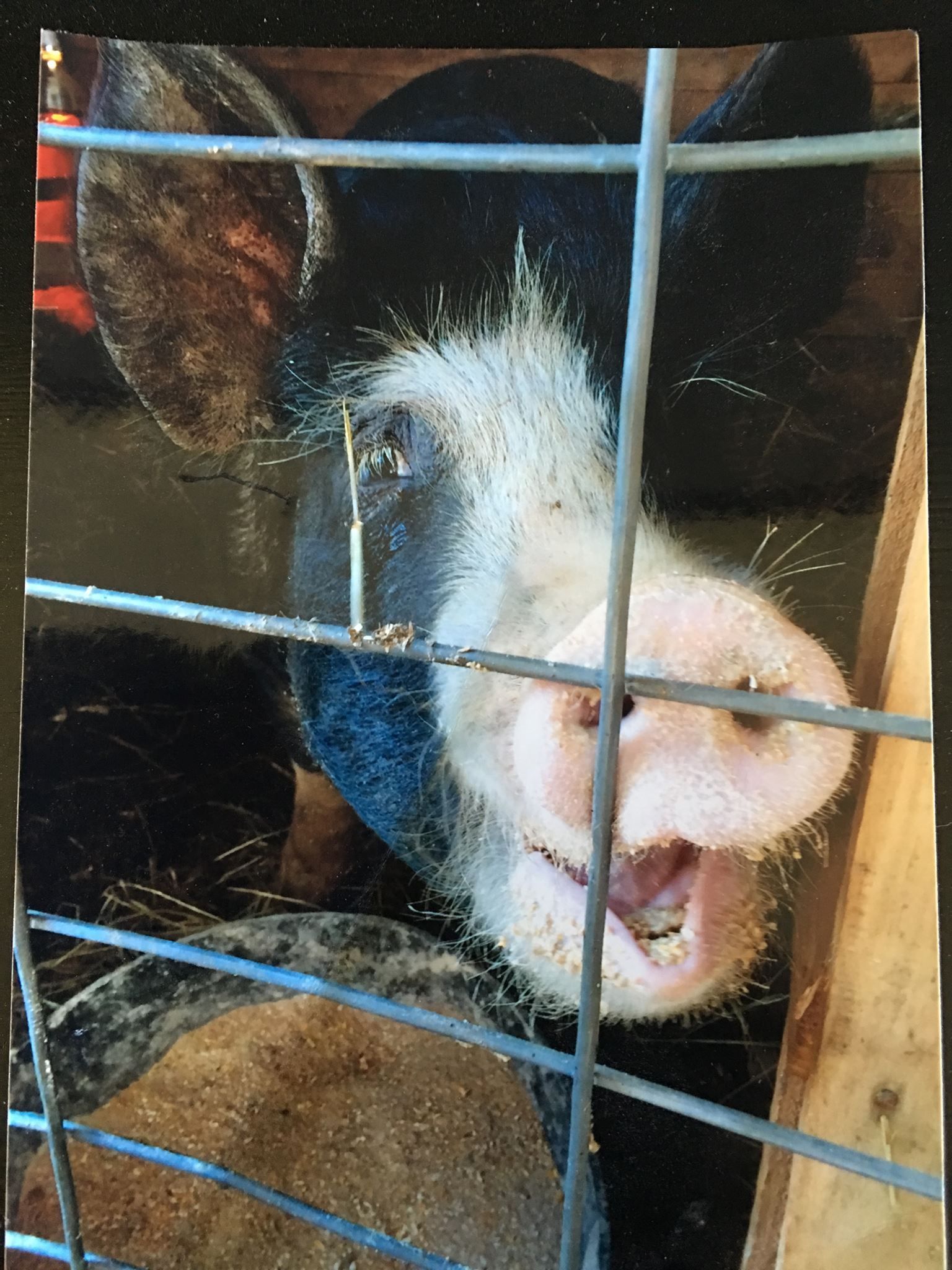 A close up of a pig behind a fence with its mouth open