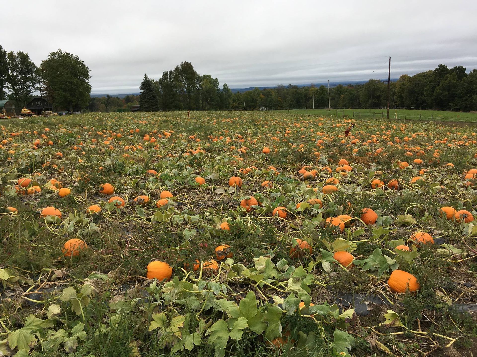 A field of pumpkins growing in the grass on a cloudy day.