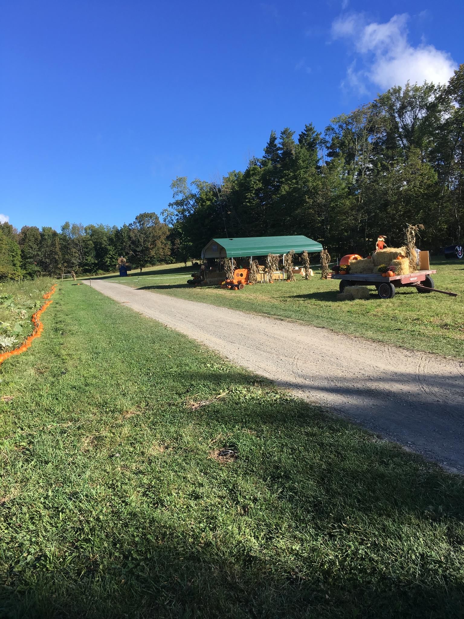 A dirt road going through a field of pumpkins.