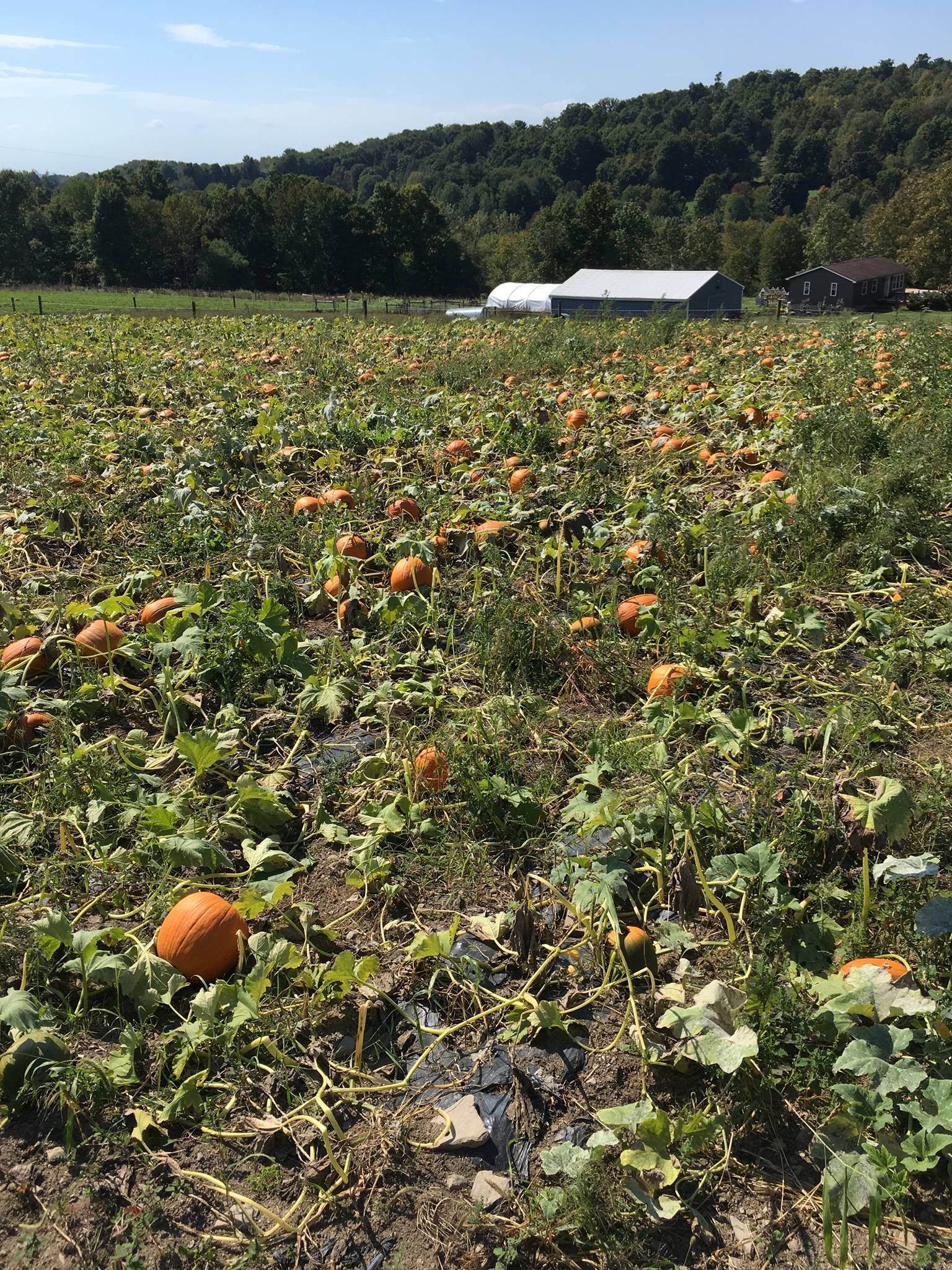 A field of pumpkins growing in the dirt with a house in the background.