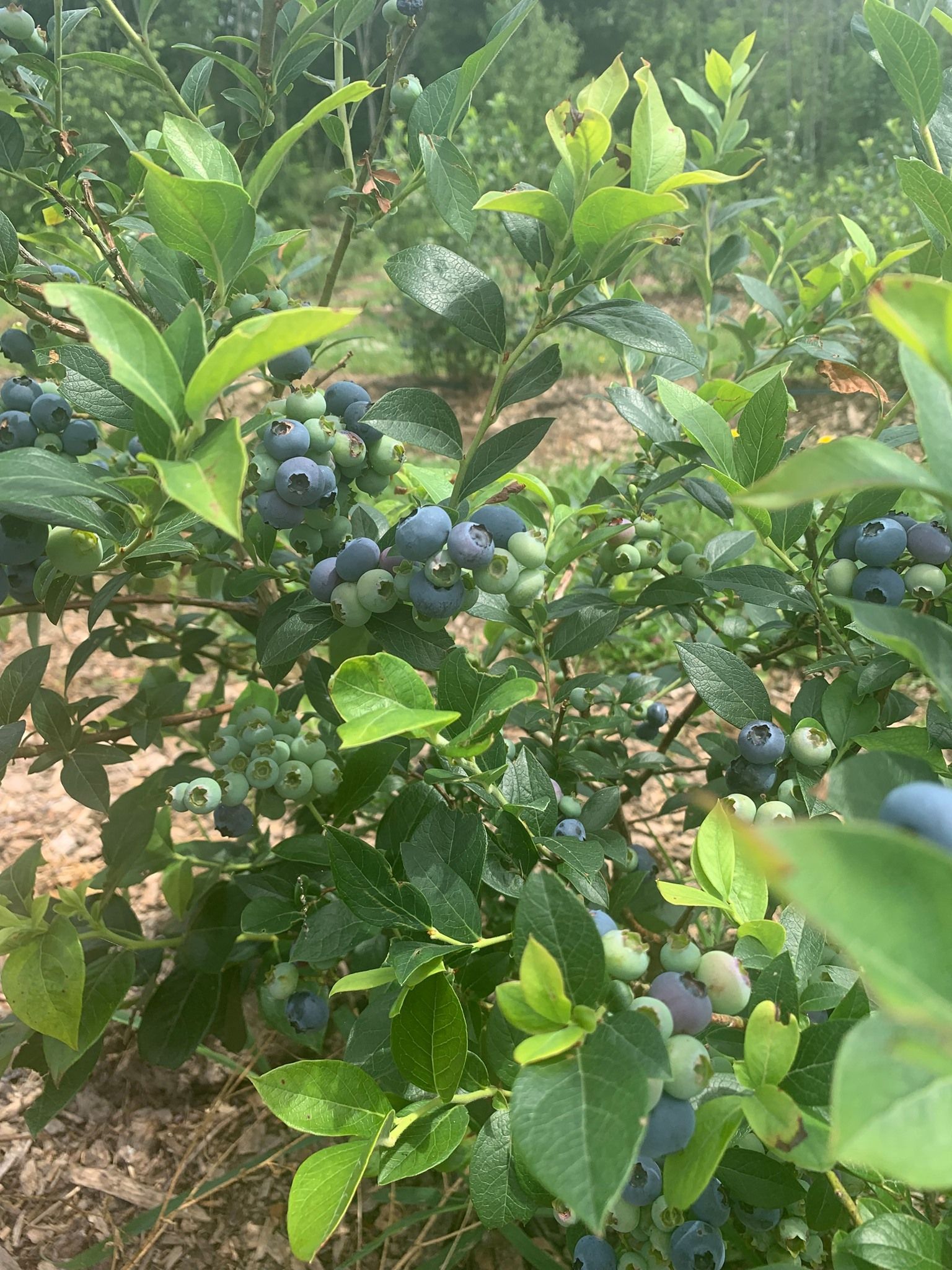 A bunch of blueberries are growing on a bush.
