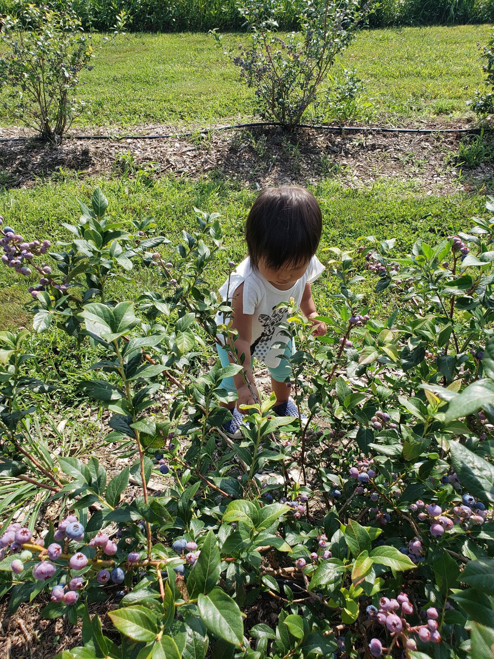 A little boy is picking blueberries from a bush in a field.