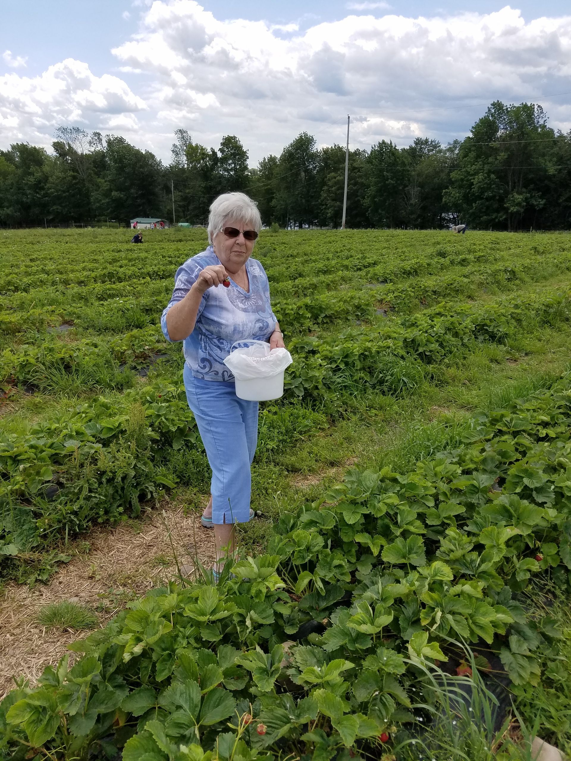 An elderly woman is picking strawberries in a field.