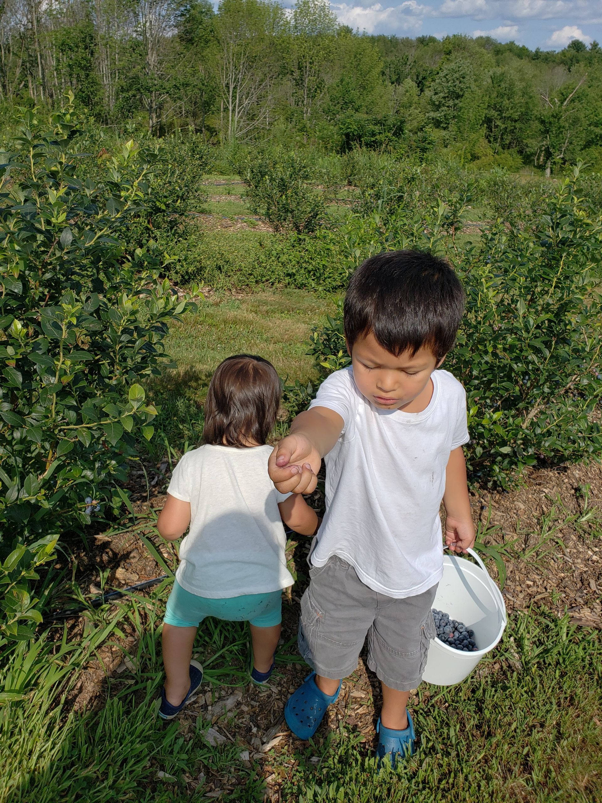 A boy and a girl are picking blueberries in a field.