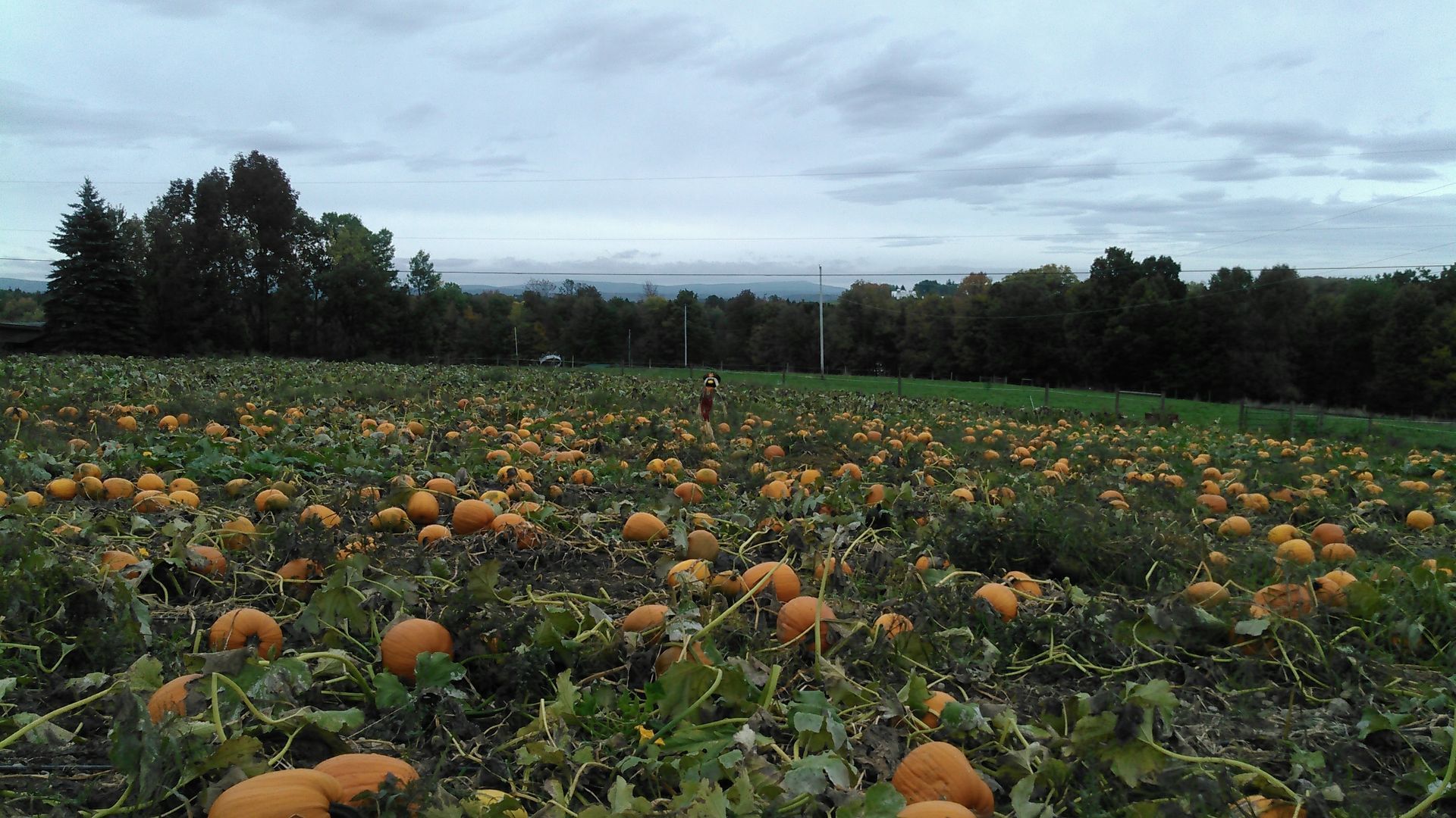 A field of pumpkins with trees in the background