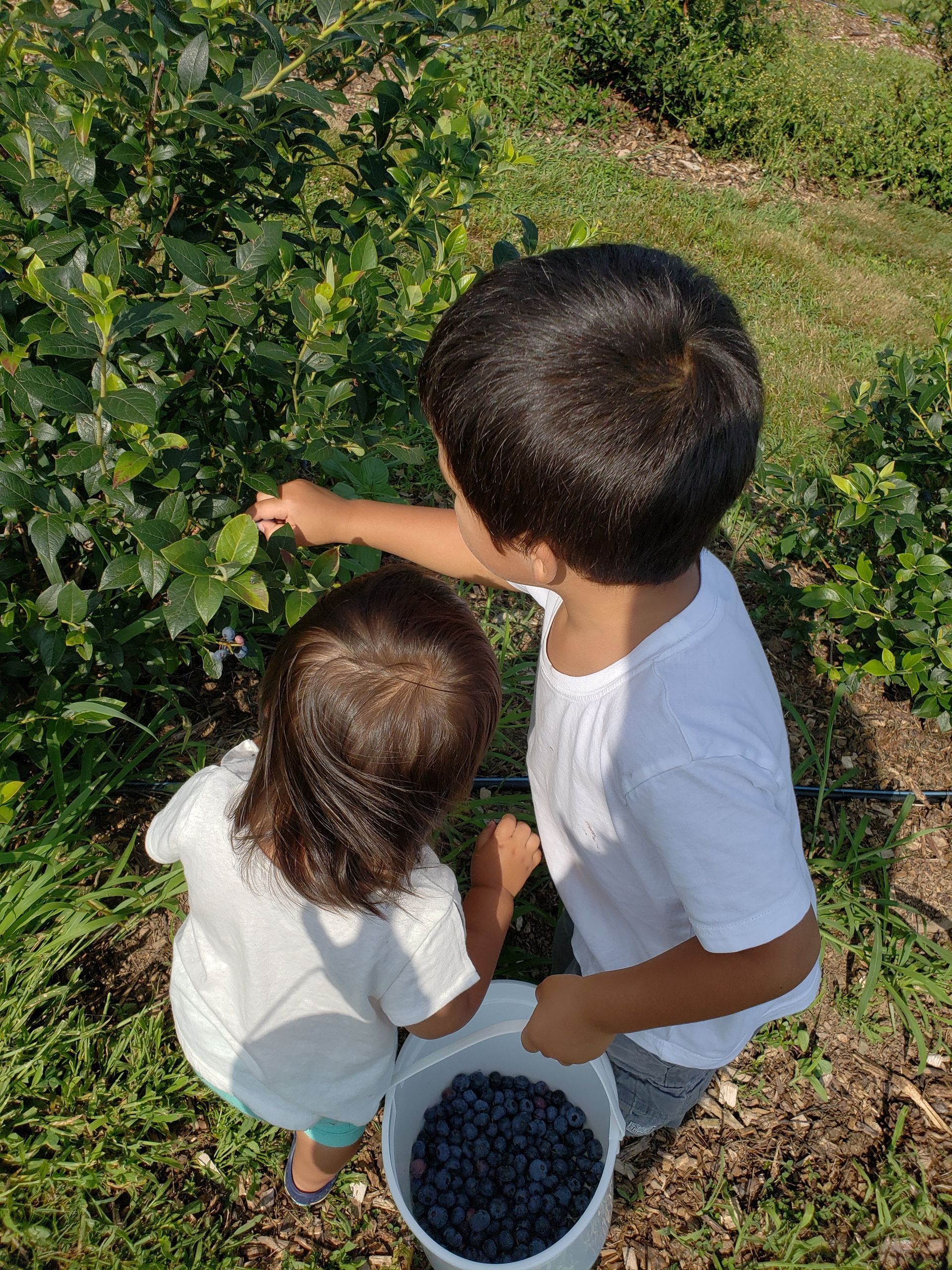 A boy and a girl are picking blueberries from a bush.