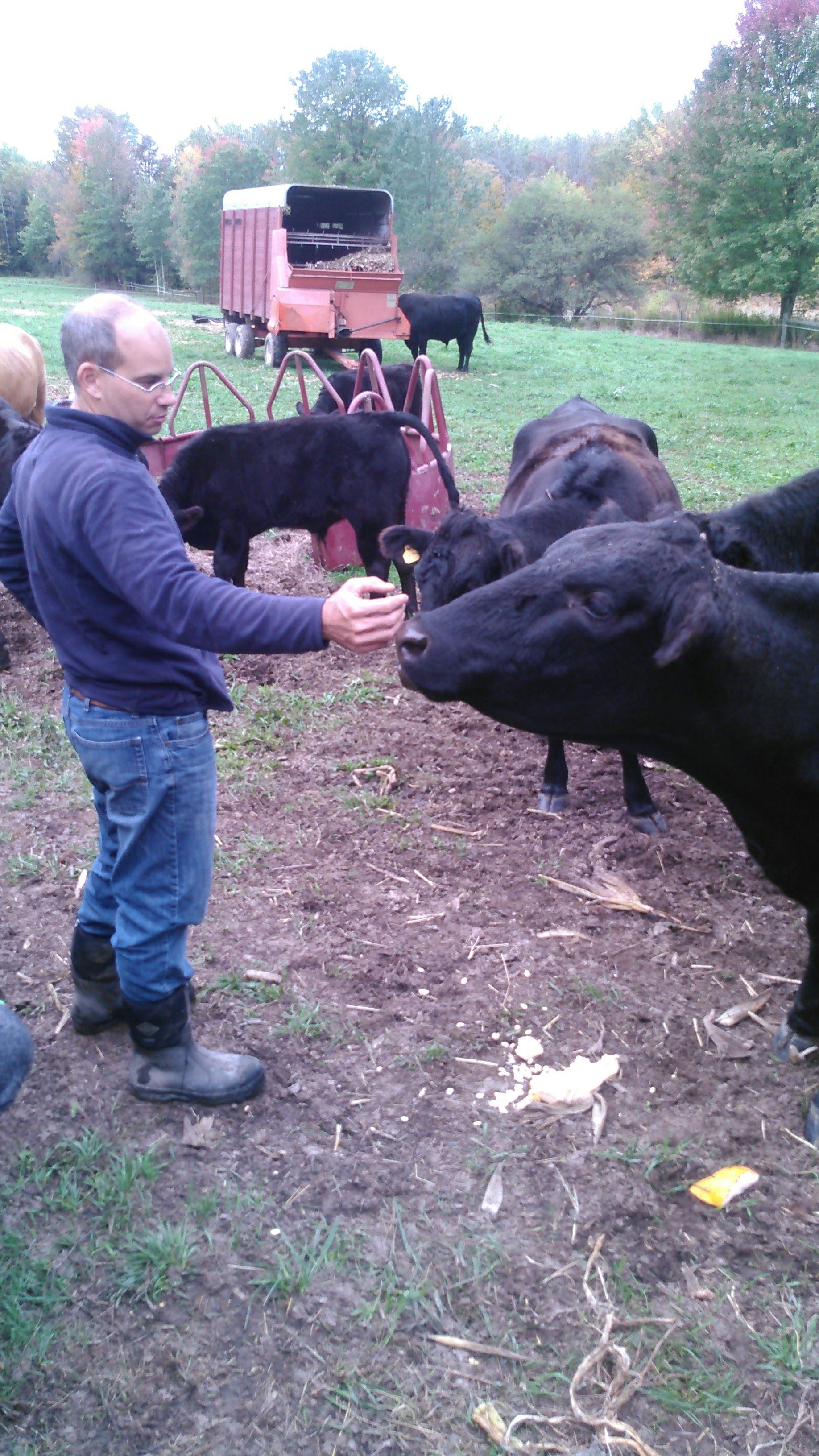 A man is feeding a herd of cows in a field.