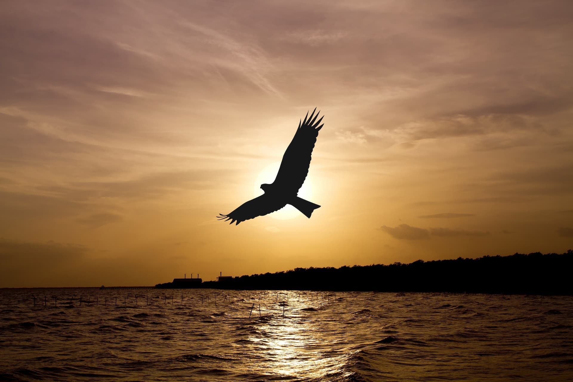 A dark silhouette of a bird in flight against a golden sunset over a calm body of water.
