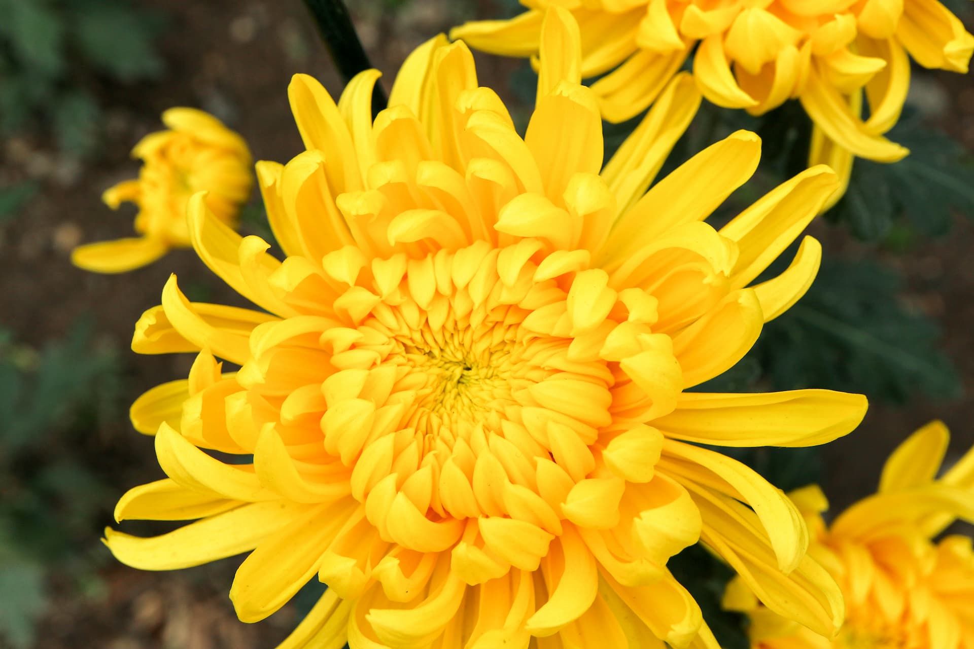 A vibrant, yellow chrysanthemum in full bloom, showcasing intricate, slender petals radiating from the center.