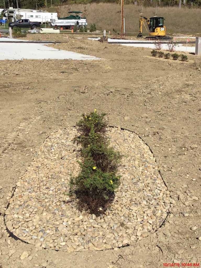 A small plant is growing in a circle in the middle of a dirt field.