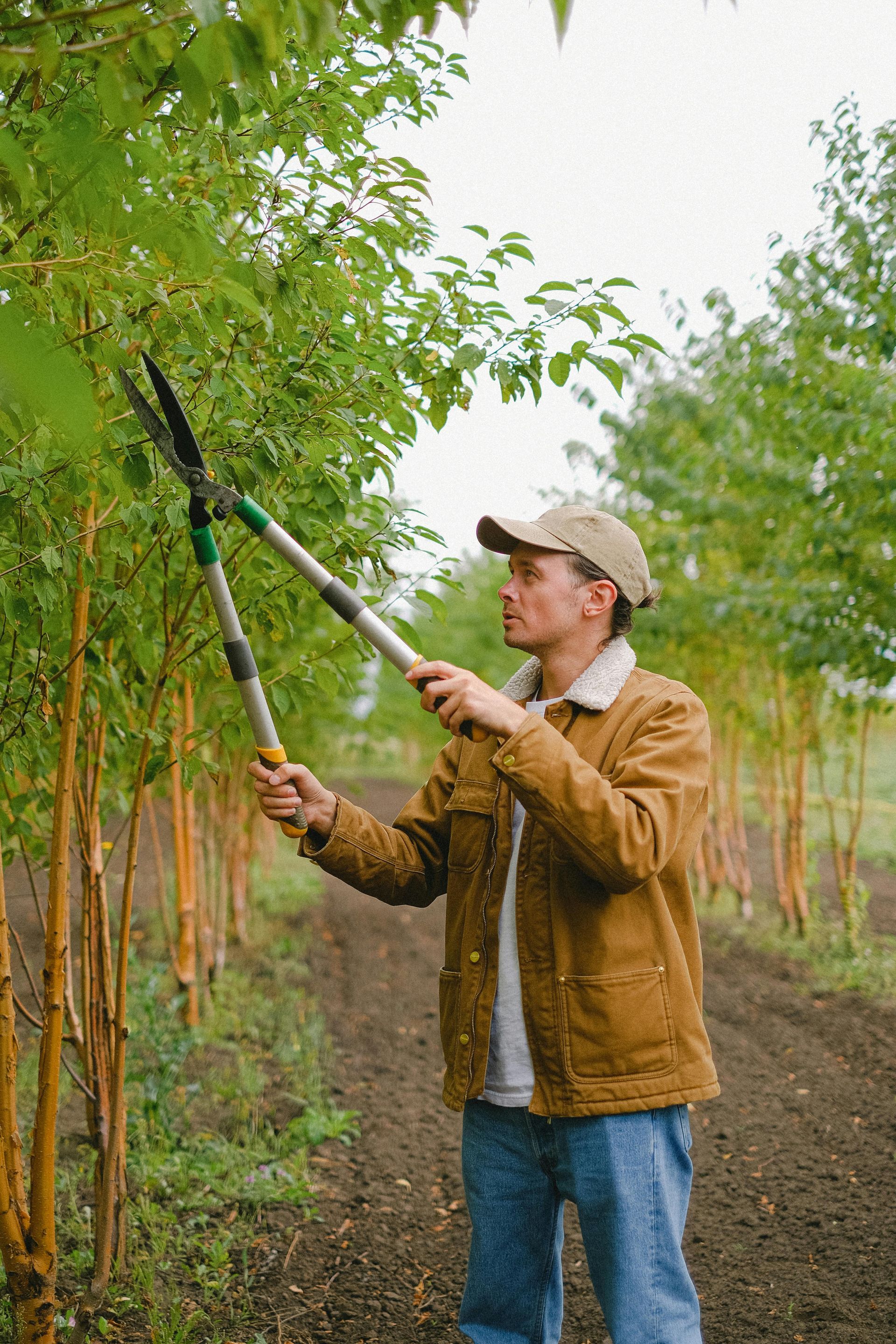 A man is cutting a tree with a pair of scissors.